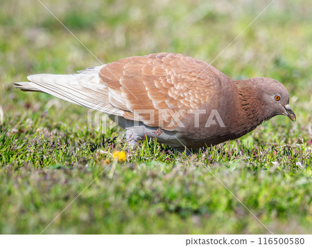 pigeon walking on the ground 116500580