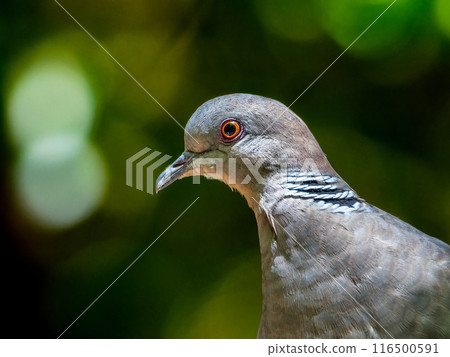 Up of the pheasant 116500591