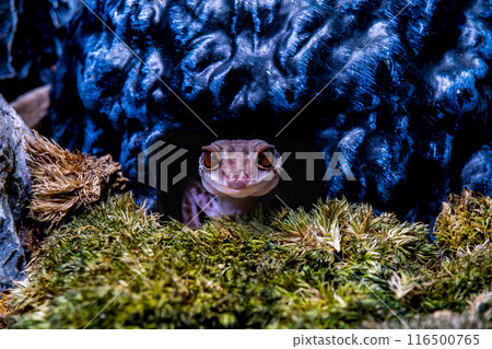 Hynant 壁虎/壁虎的宏 116500765