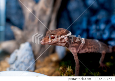 Hainan ground gecko macro 116500767