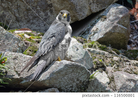 Adult Peregrine Falcons monitoring their surroundings during the breeding season 116500801