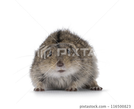 Steppe vole on white background 116500823