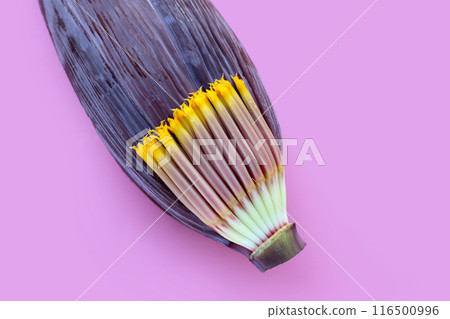 Blossom of banana tree, Banana flower Blossom of banana tree, Banana flower 116500996
