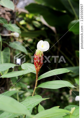 Indian head ginger, Costus speciosus Indian head ginger, Costus speciosus 116500997