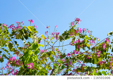 Bauhinia purpurea tree with pink flower Bauhinia purpurea tree with pink flower 116501006