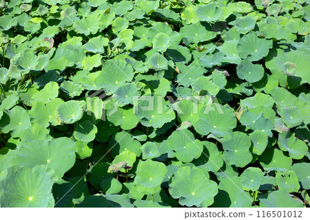 Beautiful green leaves of lotus flower in pond 116501012