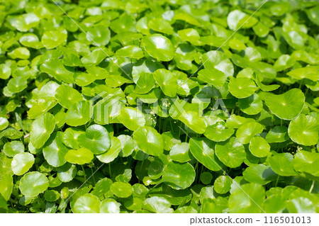 Centella asiatica (gotu kola). Herbal medicine plant 116501013