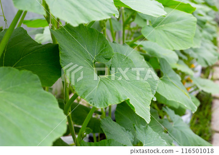 Sweet melons growing in greenhouse Sweet melons growing in greenhouse 116501018