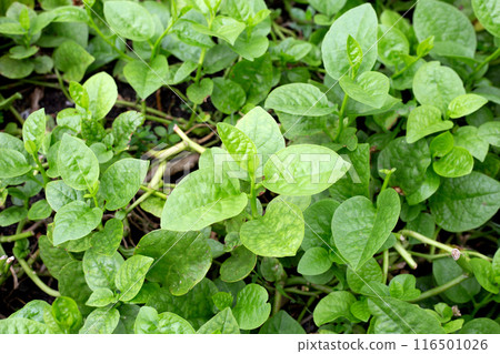 Ceylon spinach or basella rubra linn 116501026