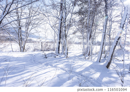 Snow-covered forest road, Hiruzen Highlands 116501094