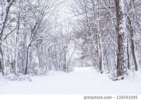 Snow-covered forest road, Hiruzen Highlands Snow-covered forest road, Hiruzen Highlands 116501095