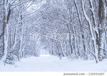 積雪覆蓋的森林道路 蒜山高原 116501097