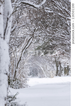 Snow-covered forest road, Hiruzen Highlands Snow-covered forest road, Hiruzen Highlands 116501100