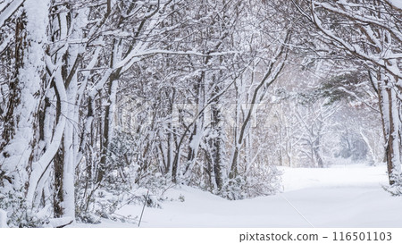 積雪覆蓋的森林道路 蒜山高原 116501103