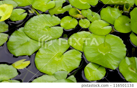 Beautiful waterlily or lotus flower with green leaves Beautiful waterlily or lotus flower with green leaves 116501138
