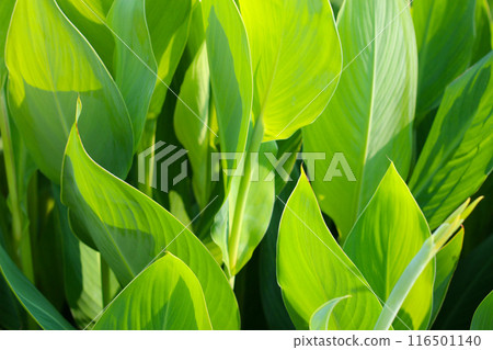 Canna plant in the garden Canna plant in the garden 116501140