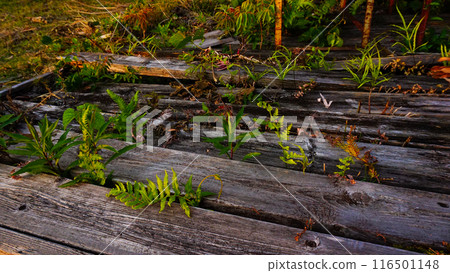 An old, abandoned cafe and its dilapidated structure 116501148