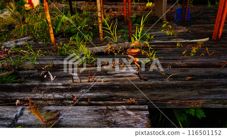 An old, abandoned cafe and its dilapidated structure An old, abandoned cafe and its dilapidated structure 116501152