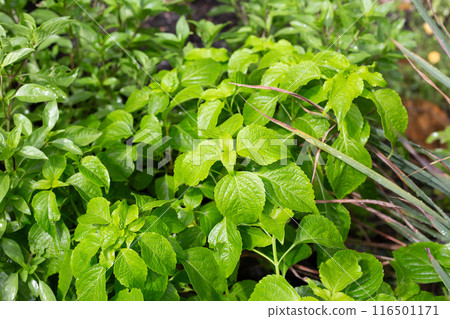 Tree basil in the herb garden Tree basil in the herb garden 116501171