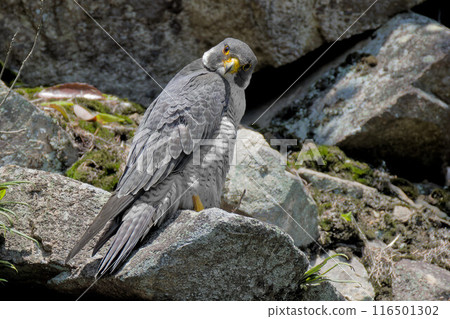 Adult Peregrine Falcon watching the surroundings and noticing us during the breeding season Adult Peregrine Falcon watching the surroundings and noticing us during the breeding season 116501302
