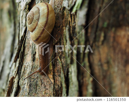 夏季森林樹上的一隻可愛的蝸牛 116501350