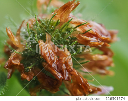 Scenery of purple clover in full bloom in a garden on a rainy summer day Scenery of purple clover in full bloom in a garden on a rainy summer day 116501374