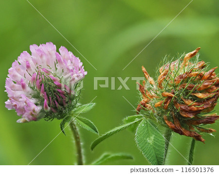 Scenery of purple clover in full bloom in a garden on a rainy summer day Scenery of purple clover in full bloom in a garden on a rainy summer day 116501376