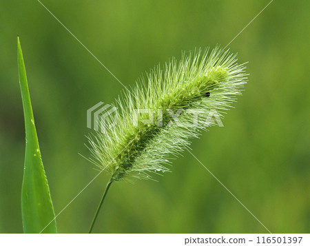 夏日雨天，花園裡種植貓砂的景觀 116501397