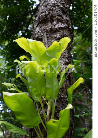 Yellow green leaves of philodendron golden goddess plant 116501474