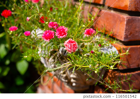 Portulaca grandiflora plant with flower in the garden 116501542