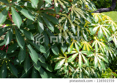 Cassava plant (Manihot esculenta). Green and yellow leaves 116501559