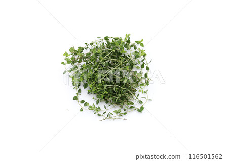 Fresh lemon thyme on white background. 116501562