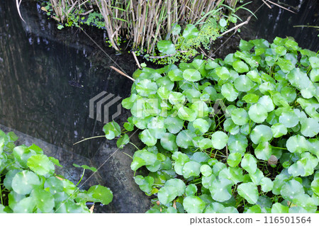 Gotu kola, Asiatic pennywort, Indian pennywort. Water plant in the pond 116501564