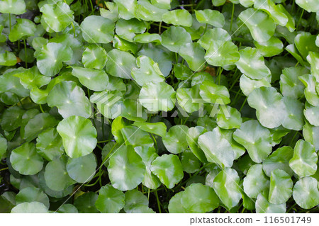 Gotu kola, Asiatic pennywort, Indian pennywort. Water plant in the pond 116501749