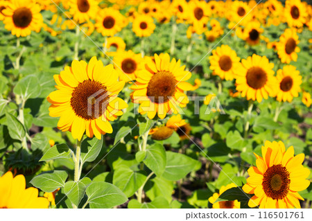 Sunflower field, Beautiful summer landscape. Sunflower field, Beautiful summer landscape. 116501761