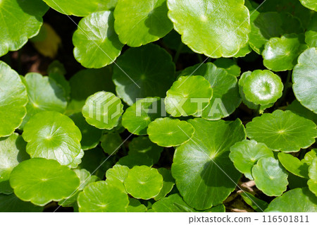 Gotu kola or centella asiatica. Green leaves of herb plant in the garden 116501811