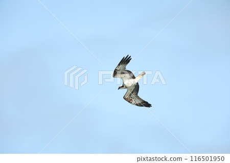 狩獵Osprego 116501950