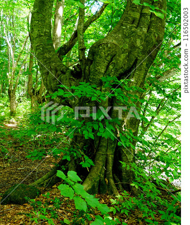 Shishigasan濕地秋田 116502003