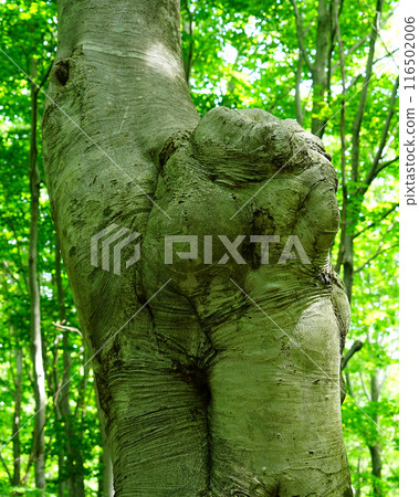 Shishigasan wetland Akita 116502006