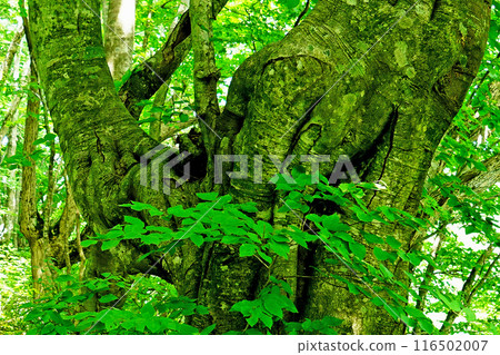 Shishigasan wetland Akita 116502007