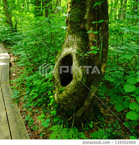Shishigasan wetland Akita 116502008