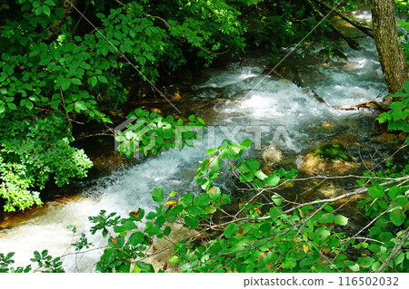 Shishigasan wetland Akita Shishigasan wetland Akita 116502032