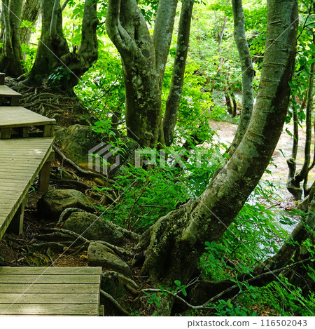 Shishigasan wetland Akita Shishigasan wetland Akita 116502043