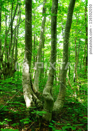 Shishigasan wetland Akita Shishigasan wetland Akita 116502050