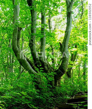 Shishigasan濕地秋田 Shishigasan濕地秋田 116502052