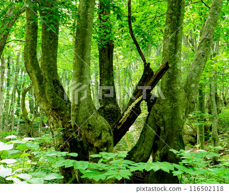 Shishigasan wetland Akita 116502118