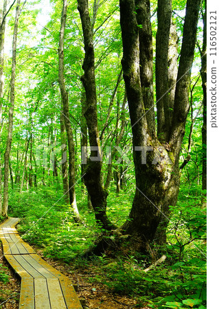 Shishigasan wetland Akita Shishigasan wetland Akita 116502121