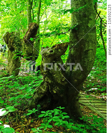 Shishigasan wetland Akita 116502125