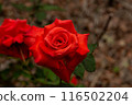 Beautiful red rose full blooming with raindrops. 116502204