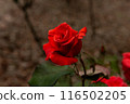 A red rose in the garden 116502205